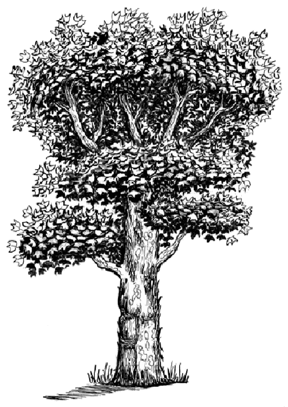 tree