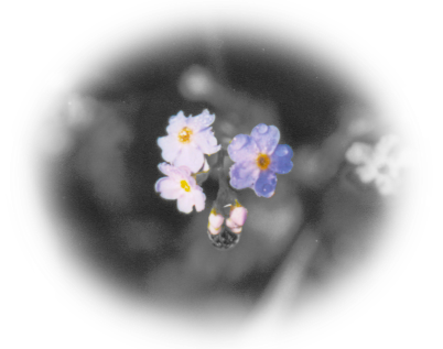 forget-me-not